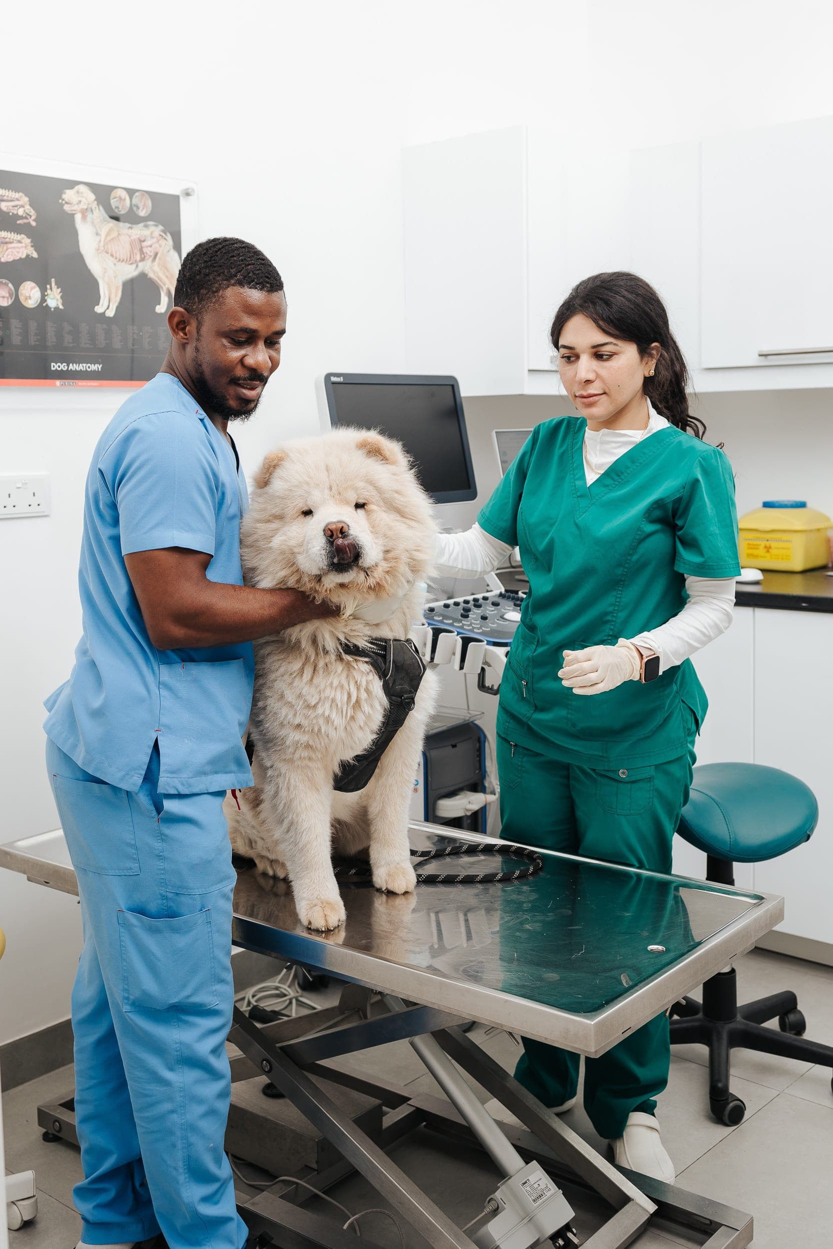 Pet Avenue Veterinary Clinic in JVC, Dubai
