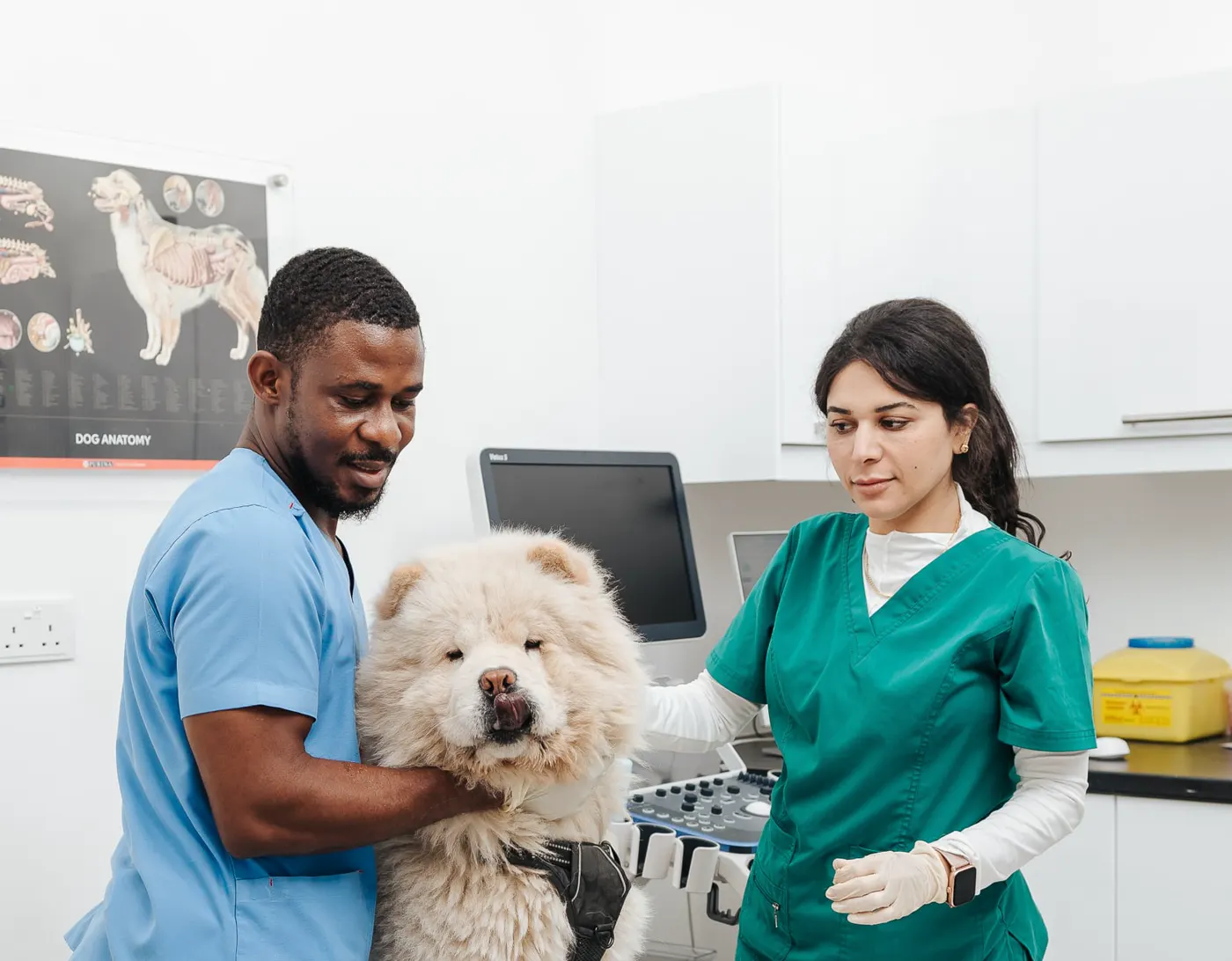 Two veterinarians with a cream Chow Chow on the exam table at Pet Avenue Clinic